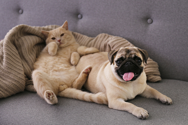 Tips To Introduce Pets When Moving In Together